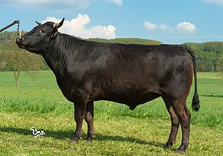 Vagjū