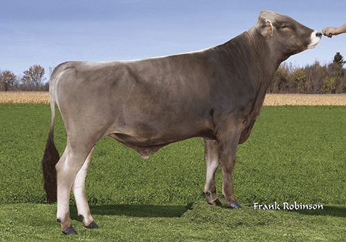 Brown Swiss